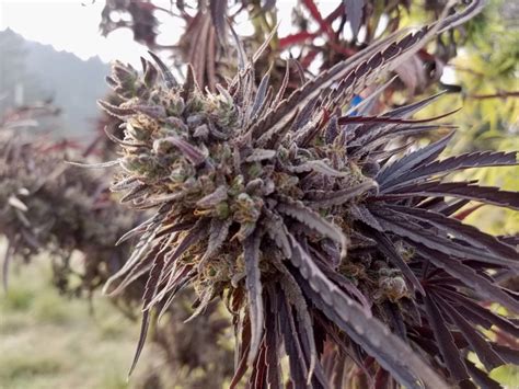 Purple African Magic Strain: A Sustainable and Eco-Friendly Choice for Cannabis Enthusiasts